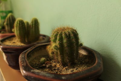 Close-up of potted cactus plant