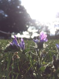 Close-up of purple flowers blooming outdoors
