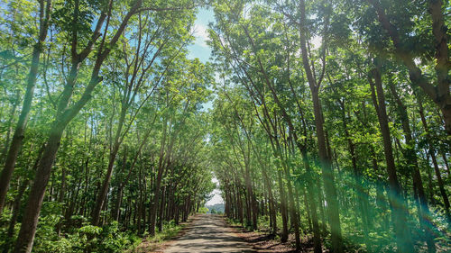 View of bamboo trees in forest