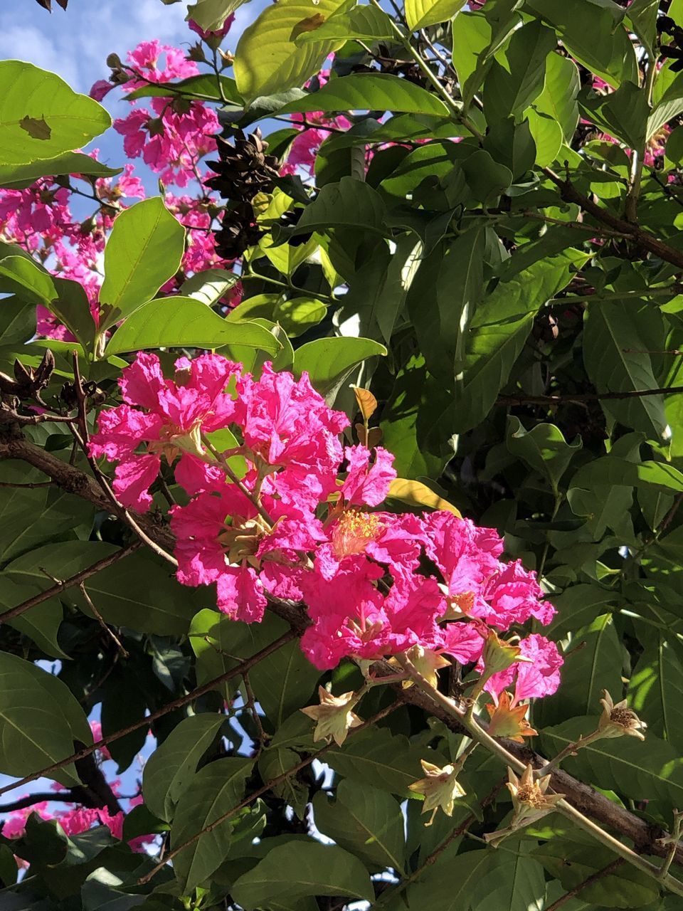 PINK FLOWERING PLANT