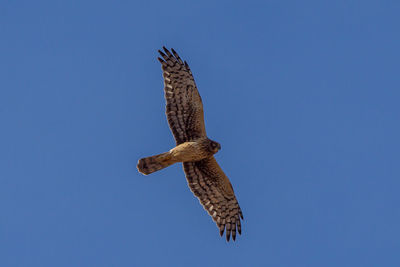 Low angle view of eagle flying against clear blue sky