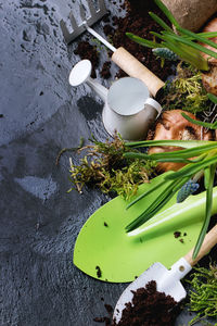 High angle view of onions and gardening equipment on wet stone