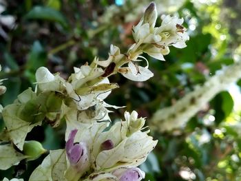 Close-up of white flowering plant