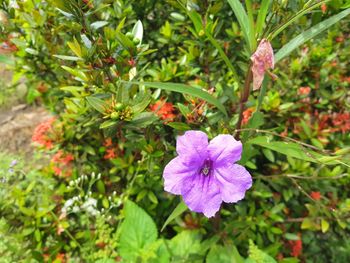 Close-up of flowers blooming outdoors