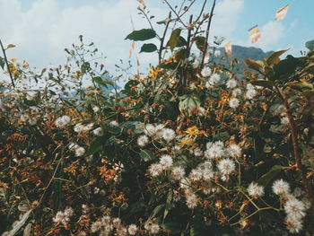 Flowers growing against sky