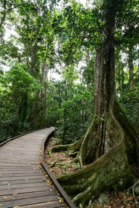 Walkway amidst trees in forest