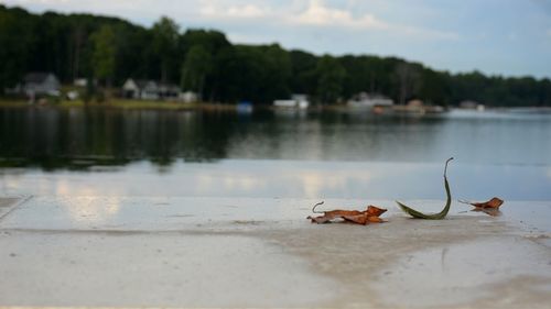 View of crab in lake