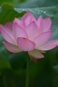 Close-up of pink water lily