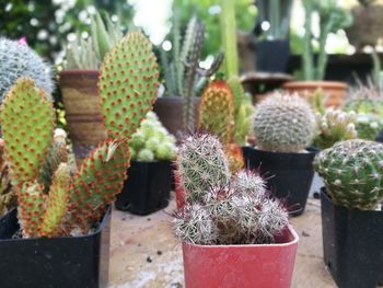 Close-up of succulent plants in yard