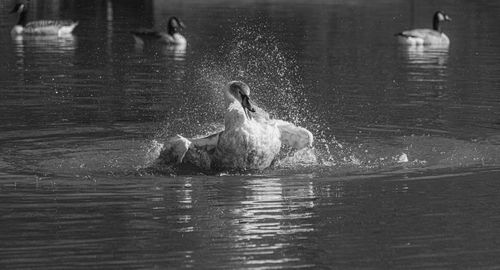 Ducks swimming in lake