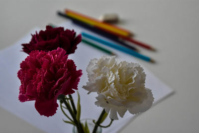 Close-up of red flower against white wall