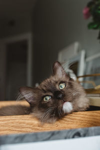 Portrait of cat relaxing at home