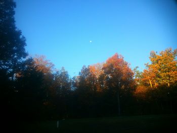 Scenic view of trees against clear blue sky