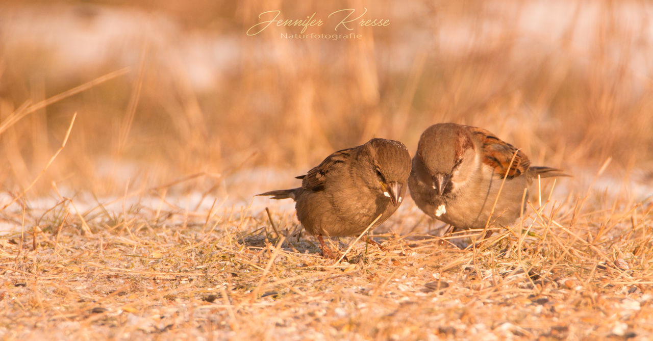 animals in the wild, grass, animal wildlife, bird, no people, animal themes, nature, animal, outdoors, day, togetherness, mammal