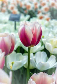 Close-up of hand holding pink tulip