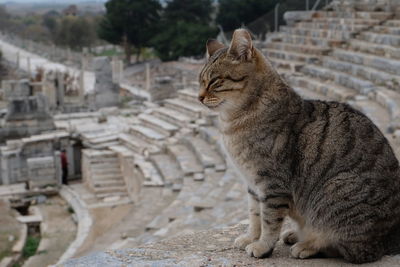 Cat looking away