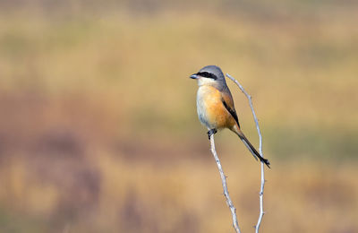 Close-up of bird perching on twig