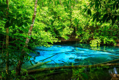 Scenic view of lake amidst trees in forest