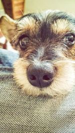 Close-up portrait of dog at home