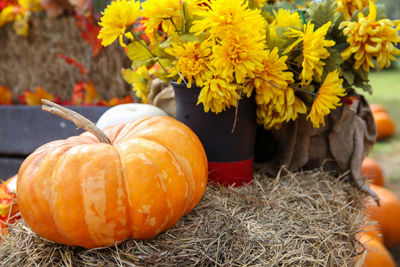 Close-up of fresh orange pumpkins in autumn