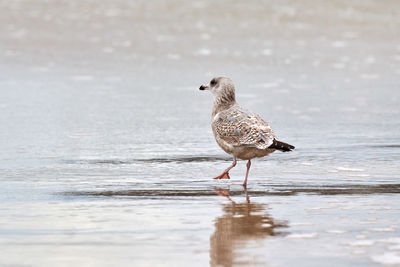 Young yellow-legged gull, larus michahellis, walking on seashore near baltic sea. juvenile seagull