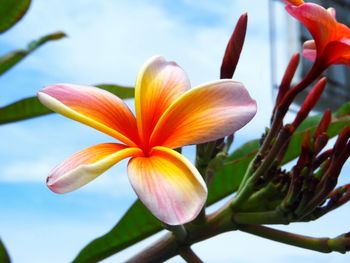 Close-up of frangipani flowers against sky