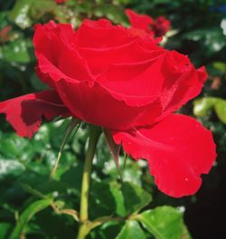 Close-up of red rose