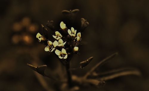 Close-up of flowers blooming outdoors