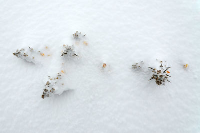 Flowering gorse bush buried in deep snow