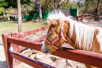 Closeup of sad eye of miniature horse or pony looking like showing very unhappy about loneliness. 