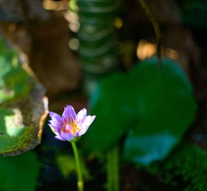 Close-up of purple flowering plant