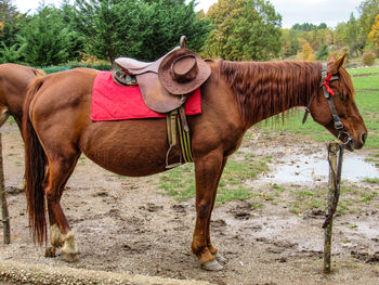 Horse standing in a field