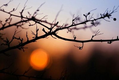 Close-up of plants against sunset