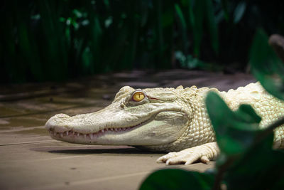 White crocodile