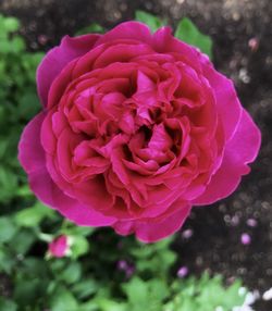 Close-up of pink rose