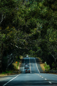 Empty road amidst trees