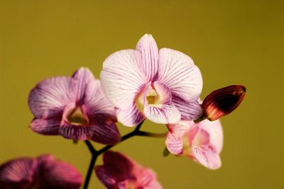 Close-up of flower against colored background