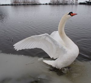 Mute swan swimming in lake during winter