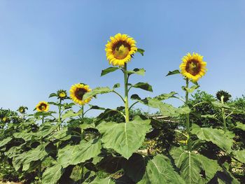 Low angle view of sunflowers blooming on field against sky