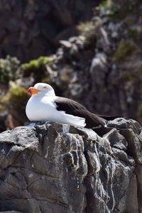 Close-up of bird perching on rock