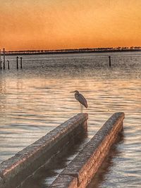 Seagull perching on pier over sea during sunset