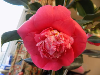 Close-up of pink rose blooming outdoors