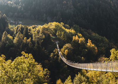 High angle view of plants and trees in forest