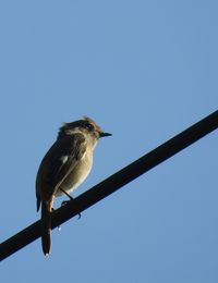 Low angle view of bird perching against clear blue sky