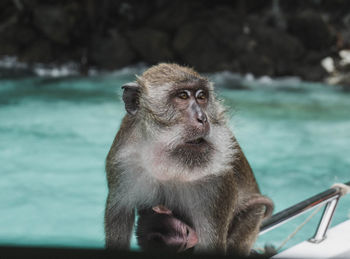 Portrait of monkey looking away in zoo