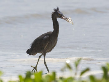 Close-up of heron on lake