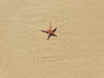 High angle view of starfish on sand beach