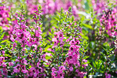 Close-up of pink flowering plants