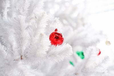 Close-up of snow on plant