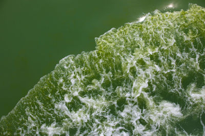 Close-up of fresh green plants in water